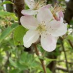Apple- full bloom