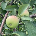 Apple – fruit about 1” diameter