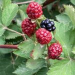 Blackberry – harvest started
