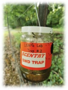 Figure 2. Commercially available Scentry monitoring trap for Spotted-wing drosophila, available from Great Lakes IPM.