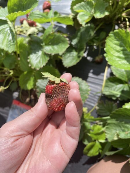 Strategies for Effective Management of Botrytis and Anthracnose Fruit Rot  in Strawberries