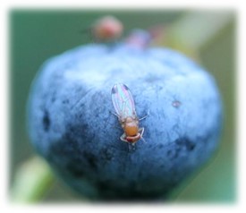 Figure 1. Male spotted-wing drosophila on a blueberry. Note males have spots on wings, as pictured here, but females lack spots on wings. Photo credit: T. Martinson