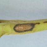 Figure 5. Anthracnose infection of petiole, peduncle and runners are less conspicuous but result in a loss of both fruit and daughter plants. Photo by Steve Koike.