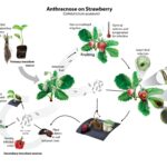 Figure 6. The disease cycle of strawberry anthracnose. Illustrated by Madeline Dowling, Clemson University.