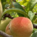Peach – starting to ripen