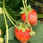 Strawberry – harvest