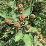 Thornless blackberry – harvest approaching