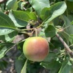 Apple – fruit at 1” diameter