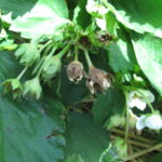 Figure 4. Damaged blossoms and buds are readily colonized by the anthracnose and botrytis fungi. Photo by Janna Beckerman.