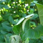 Figure 1. Leaf curl is an early symptom of PM in Honeycrisp.