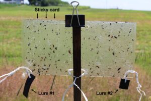 Figure 3. Trécé Pherocon dual stinkbug lures and clear sticky panel to monitor brown marmorated stink bug. Photo: E. Y. Long