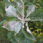 Figure 2. Later signs of apple powdery mildew include a characteristic white cast to leaves.