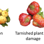 Figure 1. Examples of strawberry fruit with poor pollination (left), tarnished plant bug feeding damage (center) and a marketable berry (right).