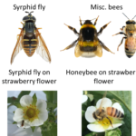 Figure 2. Common pollinators found on strawberry flowers.