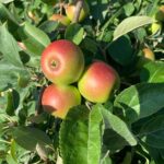 Pixie Crunch: fruit development
