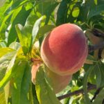Peach – fruit nearing harvest