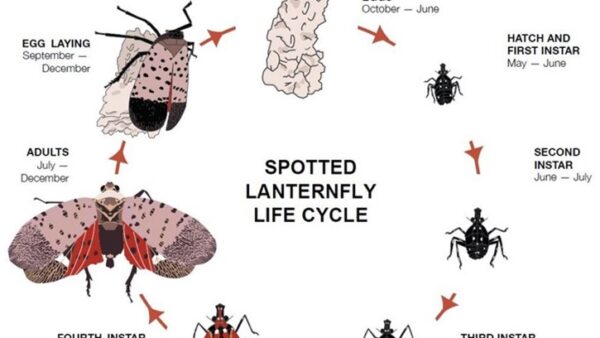 Spotted Lanternfly detected in Northern Indiana  