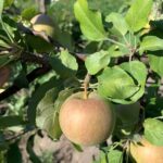 Apple - early cultivars being harvested