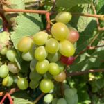 Grape - harvest approaching