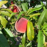 Peach - harvest continuing