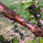 Figure 1. Bacterial canker on cherry should be identified and removed with spring pruning. Photo by George Sundin, MSU.