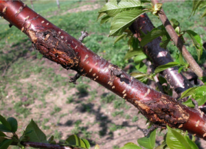 Figure 1. Bacterial canker on cherry should be identified and removed with spring pruning. Photo by George Sundin, MSU.
