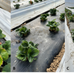 Fig 1. Before (A) and after (B) pruning on Feb. 20. Plants were actively blooming on Mar 20 (C). The trial was conducted in a high tunnel at the Southwest Purdue Ag Center, in Vincennes, IN.