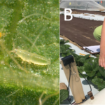 Fig 4. Thrips adult and nymph (A) and flower tapping method (B). Photos by John Obermeyer and Sam Willden.