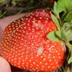Fig 5. Slug feeding on strawberry fruit. Photo by John Obermeyer.