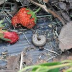 Fig 6. Variegated cutworm next to damaged strawberry. Photo by John Obermeyer.