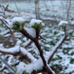 Apple flowers at the Purdue Meigs farm after snowfall on Monday April 18, 2022.