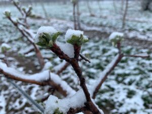 Apple flowers at the Purdue Meigs farm after snowfall on Monday April 18, 2022. 