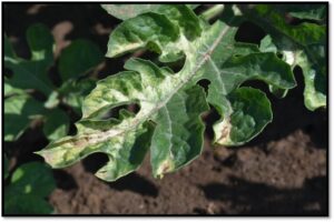 Figure 2. Mild and temporary Optogen® bleaching symptoms on a watermelon leaf.