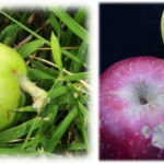 Figure 2. Symptoms of plum curculio egg-laying damage to young fruit (left) and mature fruit that did not drop from the tree (right). Photo credit: J. Obermeyer.