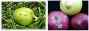 Figure 2. Symptoms of plum curculio egg-laying damage to young fruit (left) and mature fruit that did not drop from the tree (right). Photo credit: J. Obermeyer.