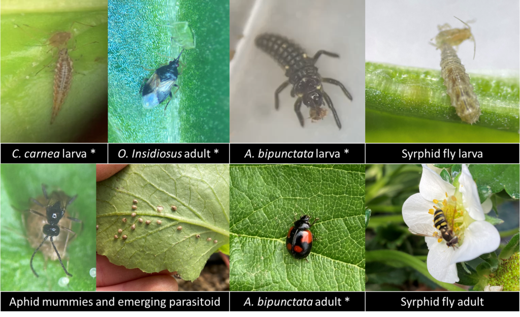Research Update Insect Pest Management for the High Tunnel Strawberry