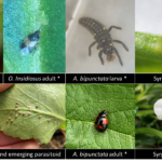 Figure 3. Common aphid predators that can be purchased (indicated by an asterisk next to the species name) or found naturally.