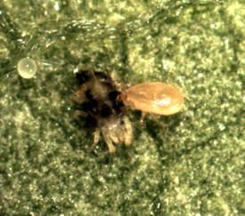 Figure 2. Photo of predatory mite (right) feeding on TSSM adult (left). 