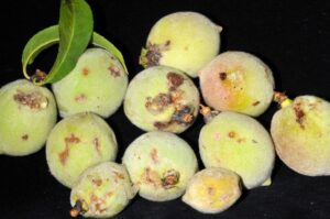 Figure 1. Sign or symptom? Hint: these are peachesAnswer. This is a symptom. The oozing wounds on these immature peaches are symptoms of damage by larvae (caterpillars) of the Oriental fruit moth. 