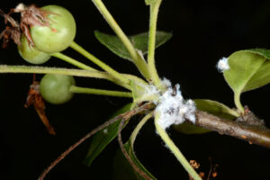 Figure 2. Sign or symptom? Hint: this is crabappleAnswer. This is a sign. This white, fuzzy-looking residue is actually a secretion produced by the woolly apple aphid, as protection from the environment and predators. If you brushed aside the white stuff, you’d spot the purplish-colored aphids. 