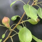 Pears- fruit development: