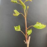 Grapes: 4-8 Inch Shoots