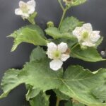 Floricane Fruiting Blackberry- full bloom/ fruit set