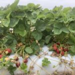 Field Strawberries- second harvest