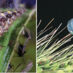 Figure 2. Lacewing larvae eating an aphid (left) and an adult green lacewing (right). Photo credit: Brian Christine