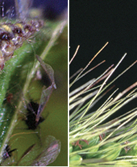 Lacewings, WSU Tree Fruit