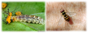 Figure 3. Hover fly larva eating an aphid (left) and an adult hover fly on someone’s arm (right). Photo credits: North Carolina State Extension and John Obermeyer.