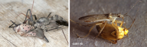 Figure 4. An assassin bug (in this case a wheel bug) (left) eating a spotted lanternfly, and a damsel bug eating a plant bug (right). Photo credits: James Occi and Ralph R. Berry