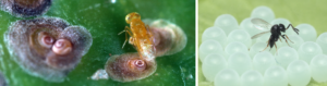 Figure 5. A parasitoid wasp looking for a San Jose scale to lay its egg in (left) and a samurai wasp laying eggs in a clutch of stink bug eggs (right). Photo credits: Jack Kelly Clark and Chris Hedstrom