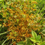Figure 1. Systemic orange rust infection last year led to dramatic symptoms and signs in 2023. No flowers were observed on the infected plant. Photo by Laura Jollie.